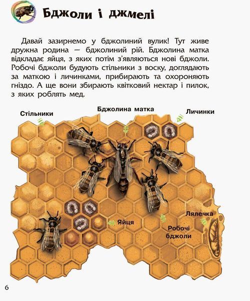 Книга "Комахи. Енциклопедія дошкільника" - Каспарова Ю. (Українською мовою) RAN0182 фото